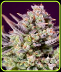 Sweet Zenzation XL Auto - Sweet Seeds