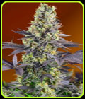 Sweet Zkittlez - Sweet Seeds