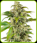 Sweet & Sour Cream Automatic - Sensi Research Seeds