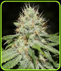 Sweet 'n Sour Indoor - Spliff Seeds