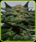 Sweetberry Cough Auto - Garden of Green