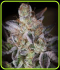 Sweetopia - Paradise Seeds