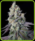 Purple Mints - Paradise Seeds