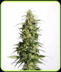 Swiss Dream Auto CBD - Kannabia Seeds