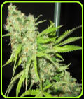 TEC 9 - Ultra Genetics