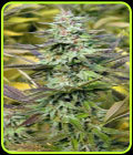 THC Pro - Big Head Seeds