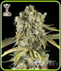 Tahoe OG - Apothecary Genetics