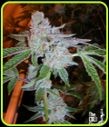 Tahoe OG Kush - Cali Connection Seeds