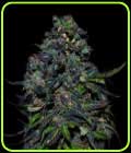 Taison Auto - VIP Seeds