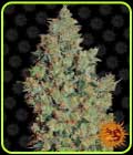 Tangerine Dream - Barneys Farm Seeds