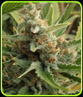 Tangerine Kush - Rare Dankness Seeds