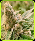 Tangerine Somali - Rare Dankness Seeds