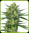 Tangerine Sugar - Sensi Seeds