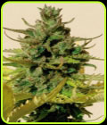 Tangie Auto - BlimBurn Seeds