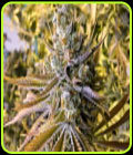 Tangie Ghost Train - Little Chief Collabs