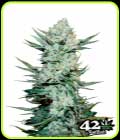 Tangie'matic - FastBuds