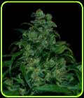 Tank - VIP Seeds
