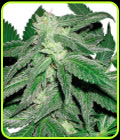 Taskenti - Cannabiogen Seeds