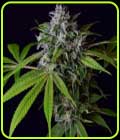 Tenzin Chem 78 - Green Bodhi Seeds