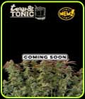 Terp & Tonic Auto - Seed Stockers