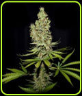 Terparella - True Canna Genetics