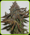 Terpzookie - True Canna Genetics