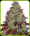 Tezla OG - Sensi Research Seeds