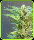 Thai Fantasy - Kannabia Seeds