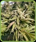 SALE - The Azucar - Terp Hogz Geneticz - Terp Hogz GeneticZ