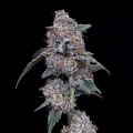 The Big Mac Autoflowering - DNA Genetics Seeds