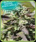 The Bling - Humboldt Seed Company
