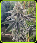 The Breath - BC Bud Depot