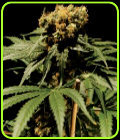 The Bulldog Chronic - The Bulldog Seeds