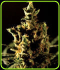 The Bulldog Haze - The Bulldog Seeds