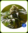 The Bulldog Skunk - The Bulldog Seeds