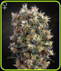 The Church - Green House Seeds