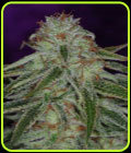 The Flav - Subcools The Dank