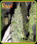 The Incredible Bulk - Dr Krippling Seeds