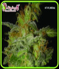 The Incredible Bulk Auto - Dr Krippling Seeds
