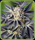 The Maestro - Norstar Genetics