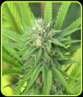 The Mission - Norstar Genetics