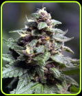 Vintners Moonshine - Norstar Genetics