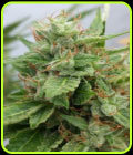 The OGRE - Joint Doctor Seeds