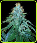 The OG#18 - DNA Genetics Seeds