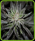 The OX - Rare Dankness Seeds