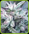 The Queen's Black Lime Pie - Emerald Mountain Legacy