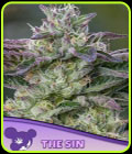 The Sin - Anesia Seeds