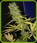 The Stones (Master Kush Skunk x haze AC) - Mr Nice Seeds