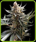 The Tangie - Reserva Privada Seeds