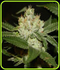 The Truth - True Canna Genetics
